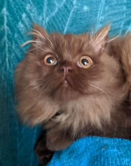 Котята цвета корицы