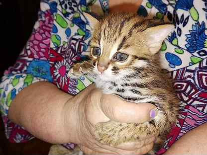 Азиатский леопардовый кот. алк родились 18.05.21
