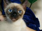 Котята тайской породы объявление продам