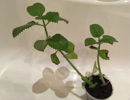 Мята (отростки) бесплатно или на обмен