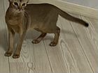 Вязка абисинская кошка