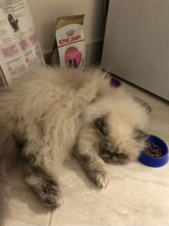 Mr Fred ждёт кошечку на вязку