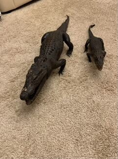 Чучело крокодила