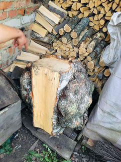 Кап березовый, свежий. 64 см, вес около 100 кг. Ка