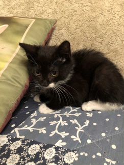 Котик 2,5месяца