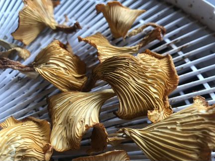 Грибы Лисички Сушеные / Порошок / Капсулы 2020