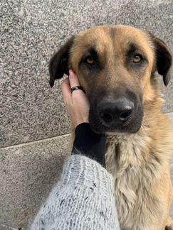 Джек ищет дом