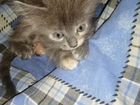Котята от Русской-Голубой кошки