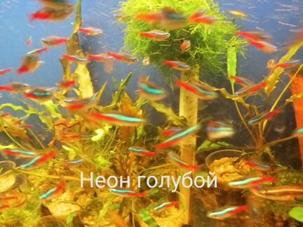 Аквариумные рыбки Московского разведения