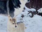Сибирский хаски щенок 2 месяца