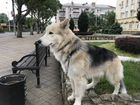 Потерялась собака в Новодмитриевской объявление продам