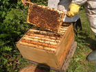 Продам пчелосемьи карника и средне- русскую