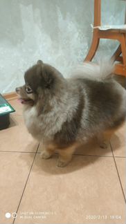 Шпиц вязка