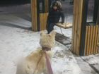 Собака Акита японская в добрые руки объявление продам