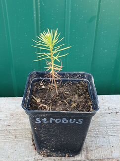 Саженцы Сосна веймутова