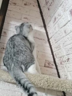 Шотландский кот