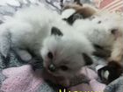 Готовятся к продаже котята невской маскорадной кош объявление продам