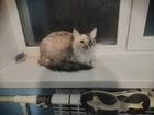 Невская маскарадная кошка ищет заботливые руки