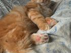 Фокс - Ручной рыжий котенок Курильского бобтейла