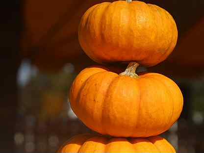 кормовая тыква. гфз тыква сахарница. светильник в виде тыквы. тыква плуто. тыква плуто купить.