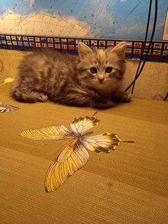 Котенок