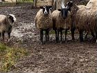 Овцы бараны романовские объявление продам