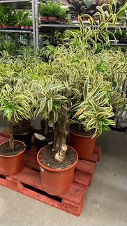 Драцена Рефлекса Сонг оф Индия Н 100 см