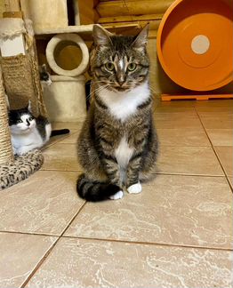 Кошка, которая гуляет сама по себе, в добрые руки