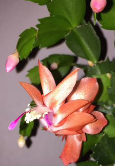 Комнатные растения разные