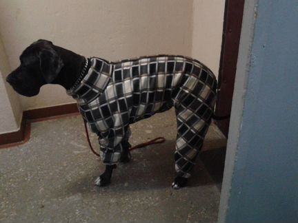 Комбинезон для дога (суки) зимний
