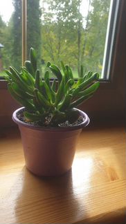 Крассула овата Хоббит