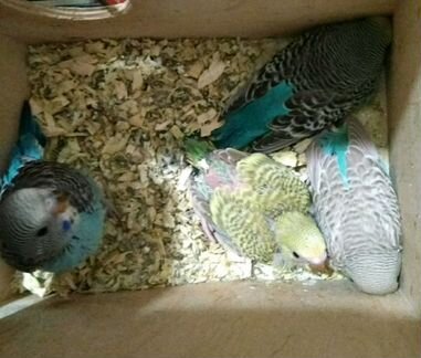 Домашние попугаи, птенцы и взрослые