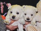 Вест-хайленд-уайт-терьер щенки в Красноярске объявление продам