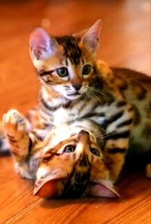 Бенгальские котята