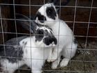 Кролики (самцы) объявление продам