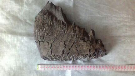 Зуб мамонта